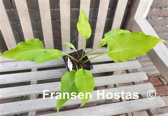 Hosta Apple Pie